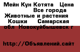 Мейн Кун Котята › Цена ­ 15 000 - Все города Животные и растения » Кошки   . Самарская обл.,Новокуйбышевск г.